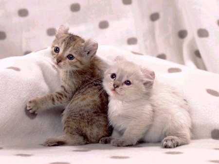 Kittens on pillows - bed, kitten, pillow, sweet, cat