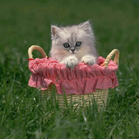 Sweet kitten in basket in grass