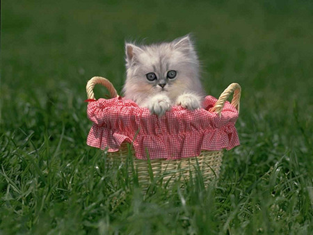 Sweet kitten in basket in grass - kitten, cat, sweet, basket, grass