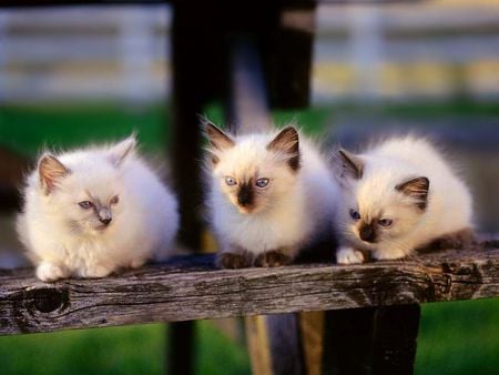 Three cute kittens - kitten, grass, trio, sweet, cat