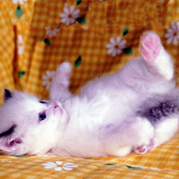 Sweet kitten playing