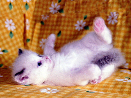 Sweet kitten playing - sweet, cat, sheet, kitten