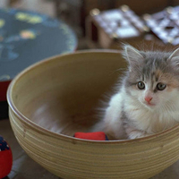 Kitten in pot