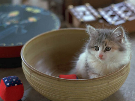 Kitten in pot - sweet, cat, pot, kitten