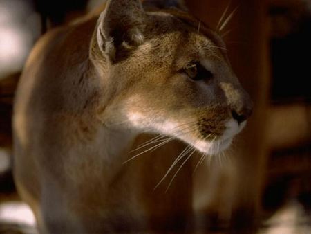 Prowling Cougar - ears, whiskers, brown, cougar