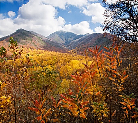 Fall in the Smokies~ - fall, smokie mountains, colors, mountains, smnp