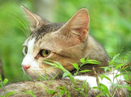 Cat - felines, cats, animals, grass