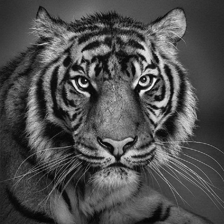 Stripes - black and white, tiger, pencil, stripes