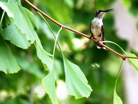 Hummingbird perching in a ginkgo tree - fast, hummingbird, beak, wings, small, gingko