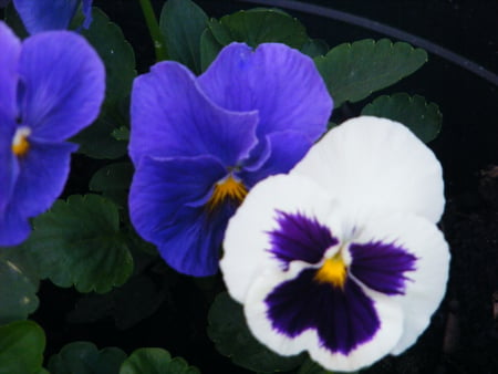 Beautiful Pansies. - white, flowers, blue, pansies