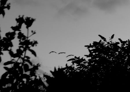 Gaggle of Geese over our house. - geese, black, trees, white, flying