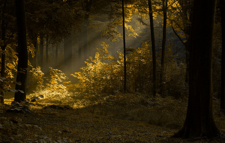 Dusk - trees, ray, forest, light, darkness