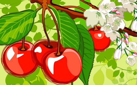 Cherries