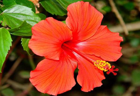 Flower - red, leaves, flower, nature