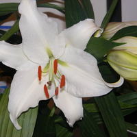 Pure White Lilly.