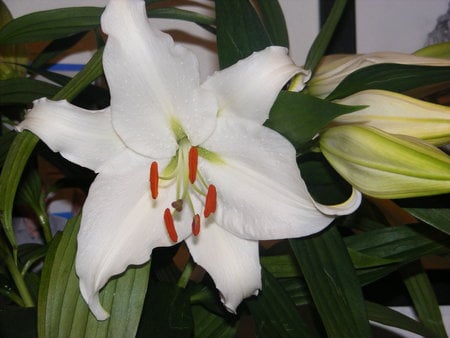 Pure White Lilly. - beauty, lilly, aroma, gift, pure