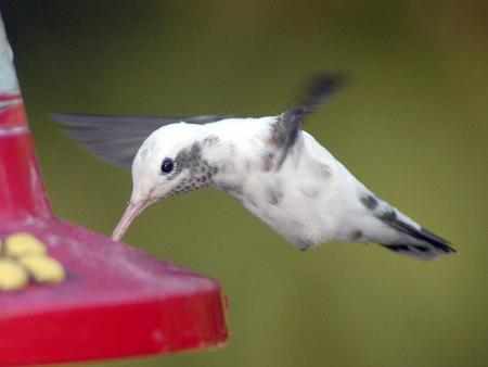 Hummingbird - bird, feeder, animal, hummingbird