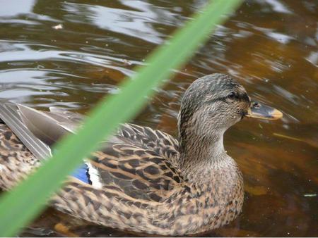 Duck - animal, water, bird, duck