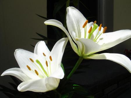 Flowers - white, flower, nature, lily