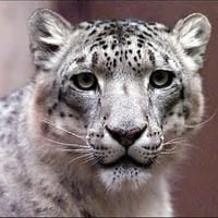 snow leopard