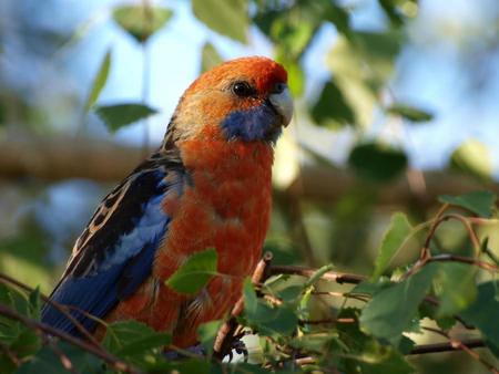 Parrot - tree, animal, bird, parrot