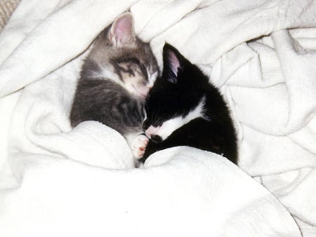 Sweet romance - kitten, cat, love, sleep, bed