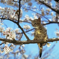 Cat on flowered tree