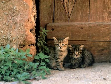 Cats in corner - couple, cat, door, plant, kitten