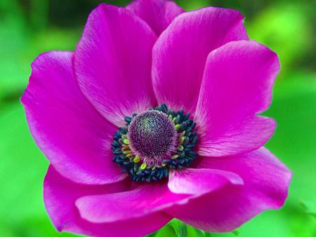 Flower - nature, purple, flower, petals