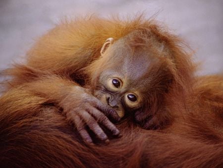 Love Your Hairy Boob Mommy - orangutan, baby, mother, orange, suckling