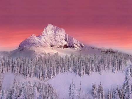 Soft Glow - pines, winter, mauve, soft, snowy, pink, sky