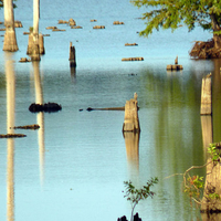 Reflections in a cypress swamp