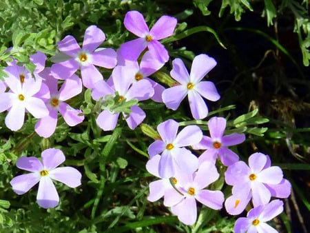 Mountain flowers - flowers, purple, small, lilac, mountains, petals, wild flowers