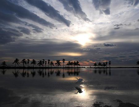 Evening light - shore clouds, silver hue, lake, trees, reflection, water, sunset, bird in flight