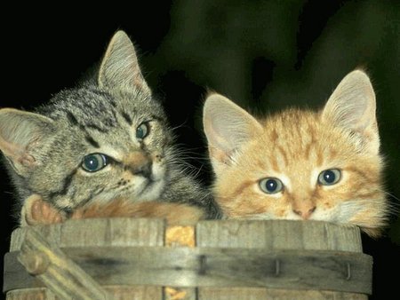 Sweet kittens - animal, kitten, cat, sweet, couple