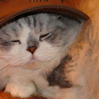 Sweet kitten sleeping