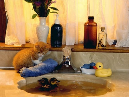 Bath time - toy, duck, bath, kitten, cat, play