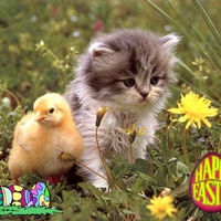Cat and chick
