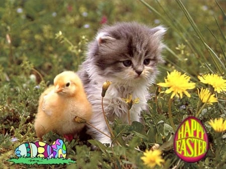 Cat and chick - Cats & Animals Background Wallpapers on Desktop Nexus ...