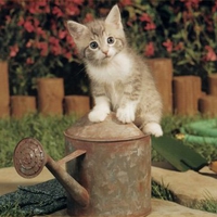 Kitten on sprinkler