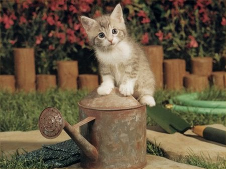 Kitten on sprinkler - cat, sweet, sprinkler, garden, kitten