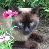 Kitten in garden