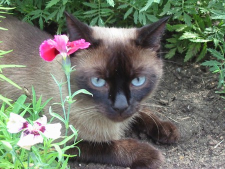 Kitten in garden - garden, cat, flower, kitten