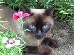 Kitten in garden