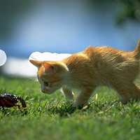 Cat playing with a spider