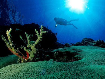 Underwater Beauty - sunlight, coral, diver, beautiful, plants, fish