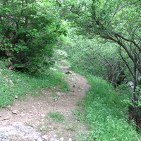 arasbaran forest in iran 2