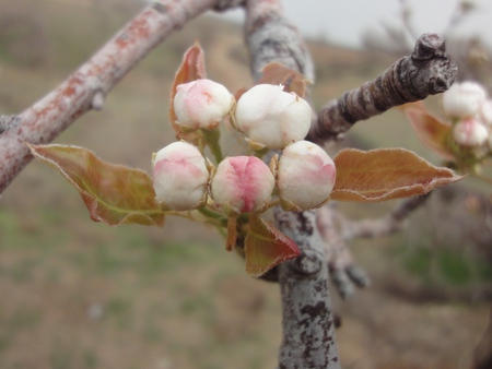 Spring - bloom, flowers, spring, beautiful