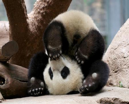 A different point of view - panda, cute, snow, black and white, upside down, tree, young