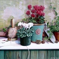 Cyclamens and Ivy